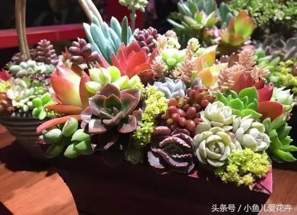 家里种的绿植老是死怎么办,家里种的植物不长怎么办