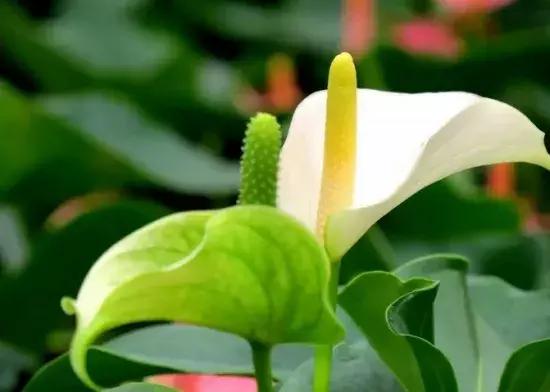 一帆风顺叶子发黄怎么解决,一帆风顺叶子发黄怎么办