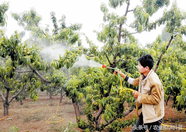 桃树耐涝,桃树耐旱还是喜涝