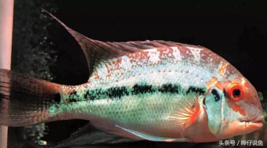 慈鲷鱼哪几种最好养,慈鲷十大最漂亮的鱼