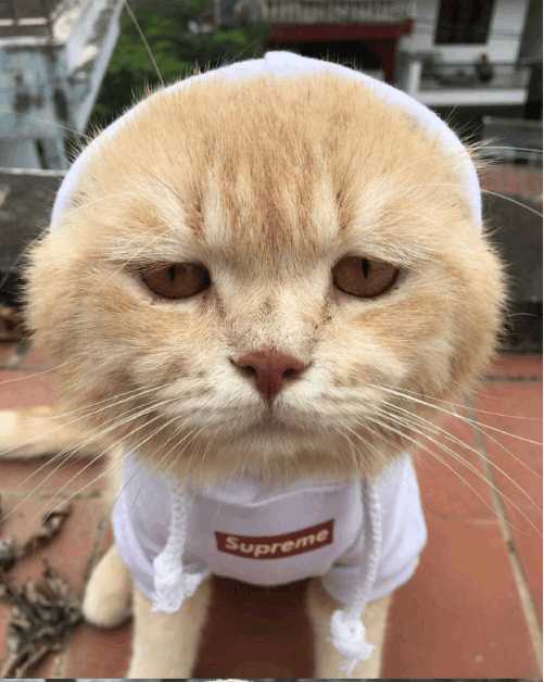 分享越南非常红网红猫Cho,它就是这么与众不同的猫星人？