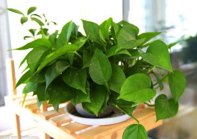 绿萝喝什么水爆盆最好,给绿萝加点营养