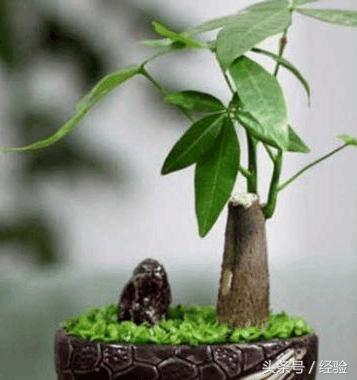 多肉发财树养殖,发财树养殖须知