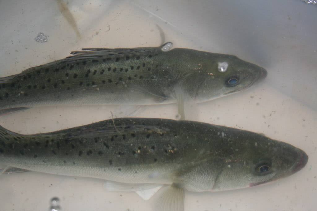 广西国家地理标志产品大全,广西地理标志农产品有哪些