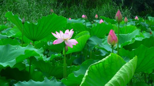 种荷花的盆能种什么花,荷花什么品种适合种家里