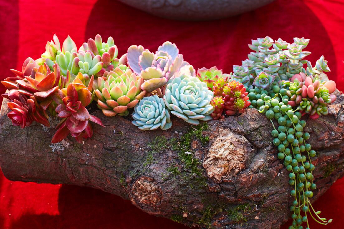 赫拉多肉叶片发软是否缺水,多肉叶片发软是怎么回事