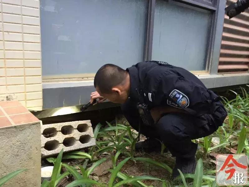 恶犬咬死小狗,花果园恶犬咬死猫