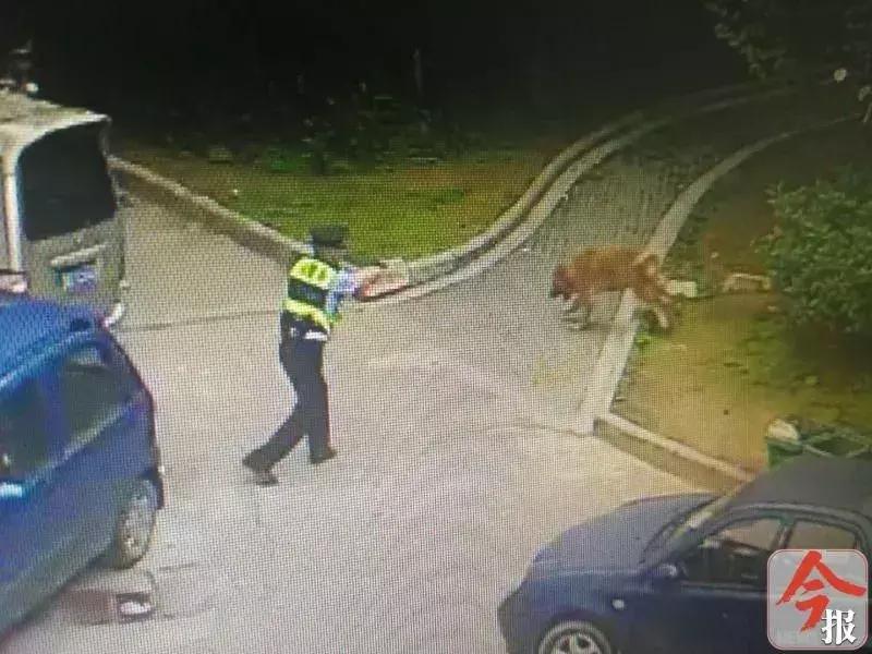 恶犬咬死小狗,花果园恶犬咬死猫