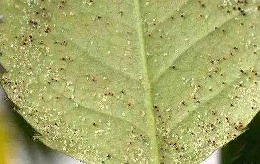 花土生小虫用什么办法杀虫,花卉生虫杀虫办法