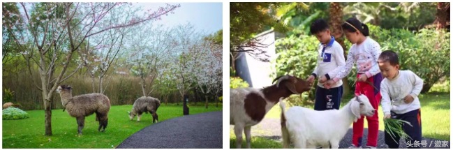 安吉亲子度假酒店有哪些,浙江十大亲子度假酒店