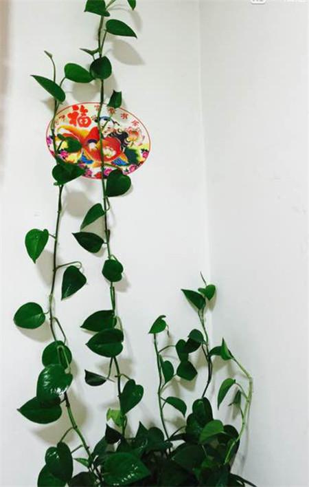 幸福的“烦恼”：绿萝长太长，太乱，2个办法解决！