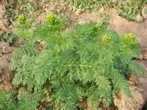 田间杂草认不清来看高清图谱,地里杂草看不见实拍