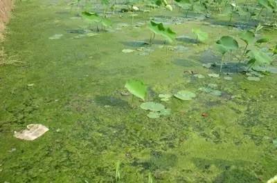 田间杂草及名称图片,草田杂草实图及名称