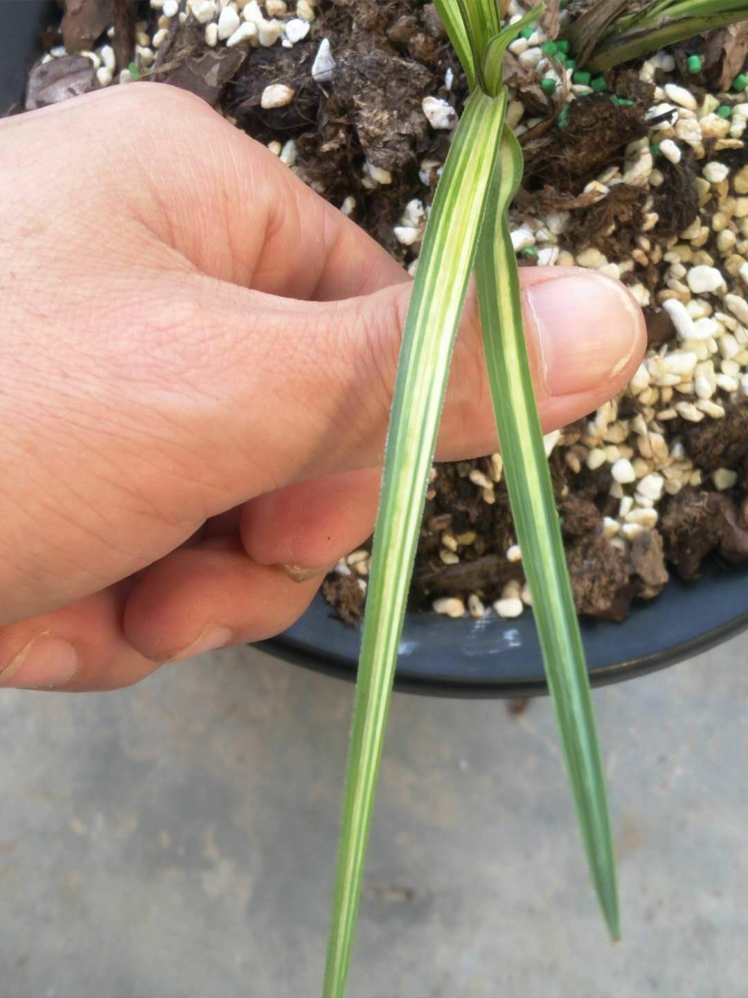 收到100块钱假钱亏了多少,如何区分蕙兰缟艺好坏的方法