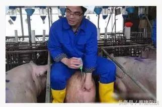 母猪发情鉴定和输精的操作规程