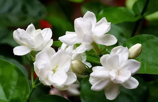 美丽中国福建省福州市,美丽中国之福州仓山