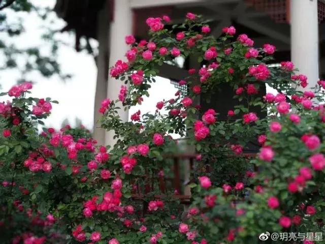 那么多关于温江的回忆,这让我怎么注销QQ