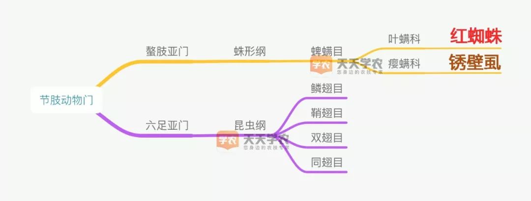 柑橘重点防治锈壁虱红蜘蛛,柑橘红蜘蛛与锈壁虱是螨类吗