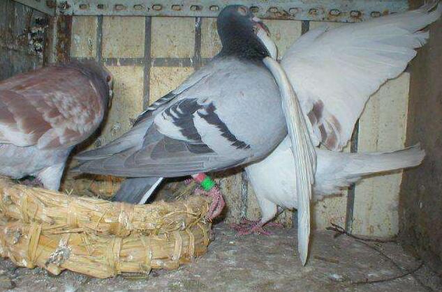 爱鸽翅膀弯曲甚至折断了，你该做什么？