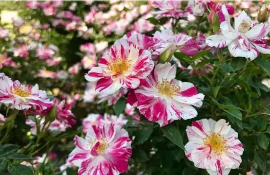 玫瑰月季和月季有区别吗,玫瑰月季如何区别品种图解