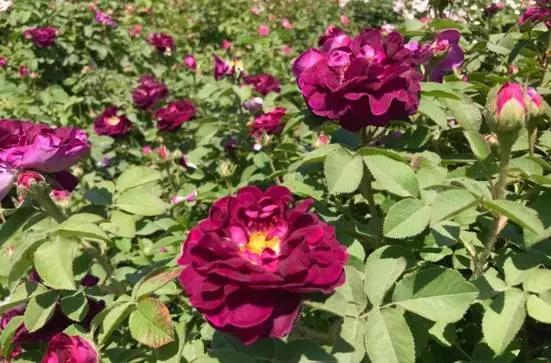 玫瑰月季和月季有区别吗,玫瑰月季如何区别品种图解