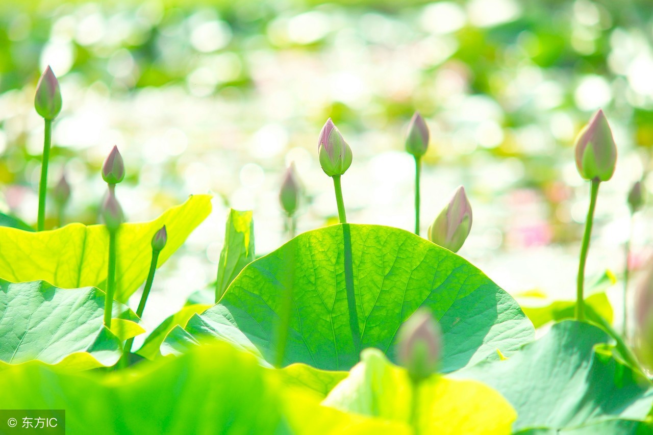 描写夏天的好词好句300字,描写夏天的好词好句好段100字