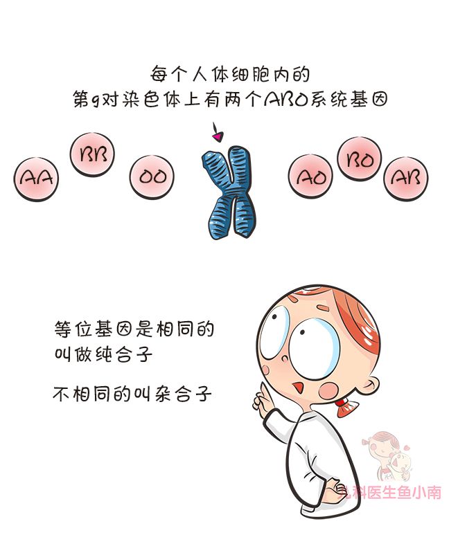 爸爸a型血妈妈b型孩子是什么血型,爸爸a型血妈妈b型宝宝是什么血型