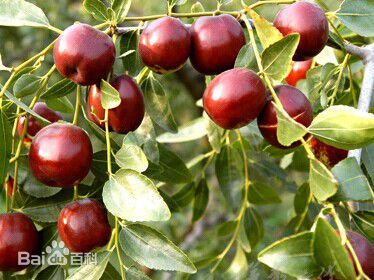 适合设施栽培的枣品种,适合大棚栽培的鲜食枣