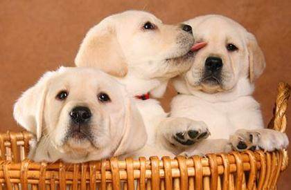 母狗发情期,你准备好应对方法了吗?