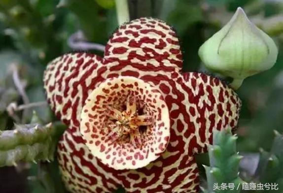 多肉植物白色汁液有毒,紫珍珠多肉植物有毒吗能吃吗