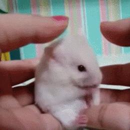 你过来一下仓鼠表情包,仓鼠表情包整套叫什么