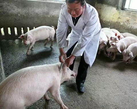 养殖猪伪狂犬该如何预防,猪伪狂犬用什么药治疗