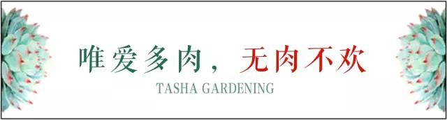 如何养好多多肉,怎么才能养好多肉盆栽