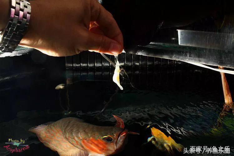 龙鱼养鱼技巧,龙鱼养殖攻略