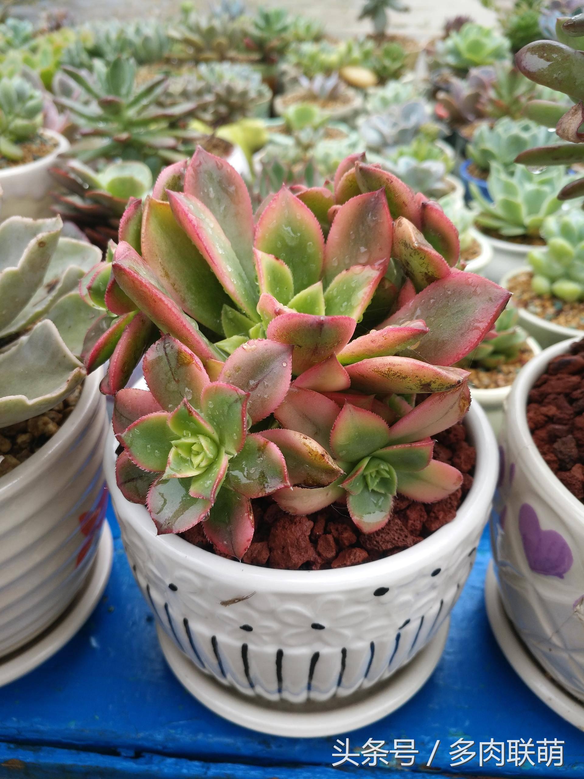 满园春色留不住下一句,满园春色留不住来自哪首古诗