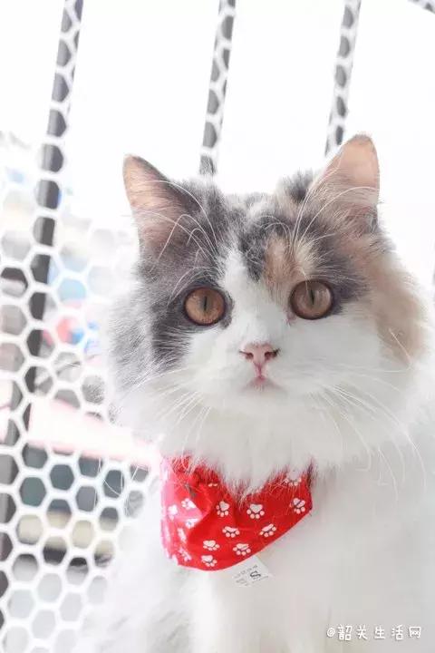 喂！妖妖灵吗？韶关这条巷子内有人聚众吸猫！已经有人沦陷了……