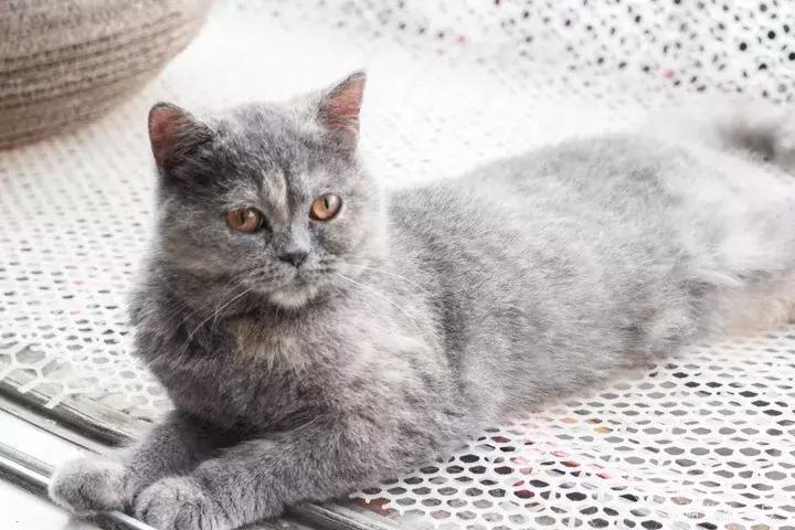 共享吸猫啦！藏身市区小巷内的这家撸猫馆，开门那刻，心就融化了