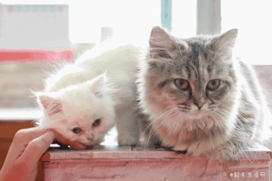 共享吸猫啦！藏身市区小巷内的这家撸猫馆，开门那刻，心就融化了