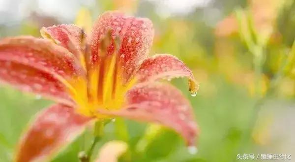 母亲节送妈妈什么礼物比较实用,母亲节送给妈妈应该送几枝花