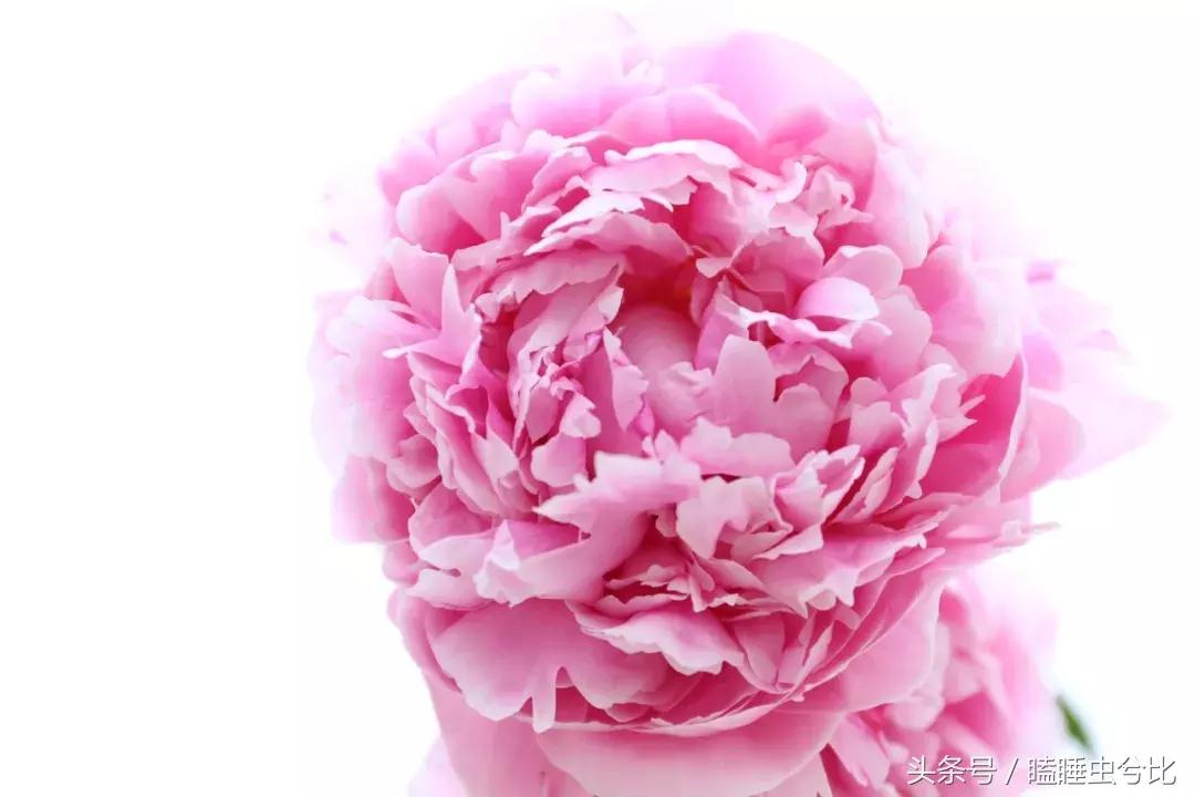 母亲节送妈妈什么礼物比较实用,母亲节送给妈妈应该送几枝花