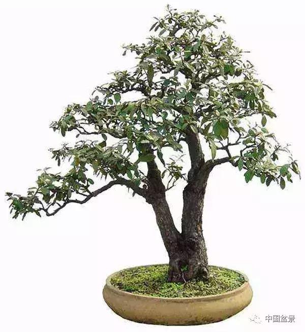 一本双杆式映山红盆景,一本双杆黄杨盆景制作全过程