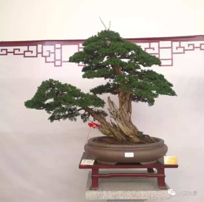 一本双杆式映山红盆景,一本双杆黄杨盆景制作全过程