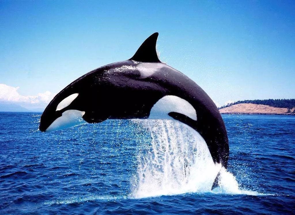 鸟与豚，高智商动物群像