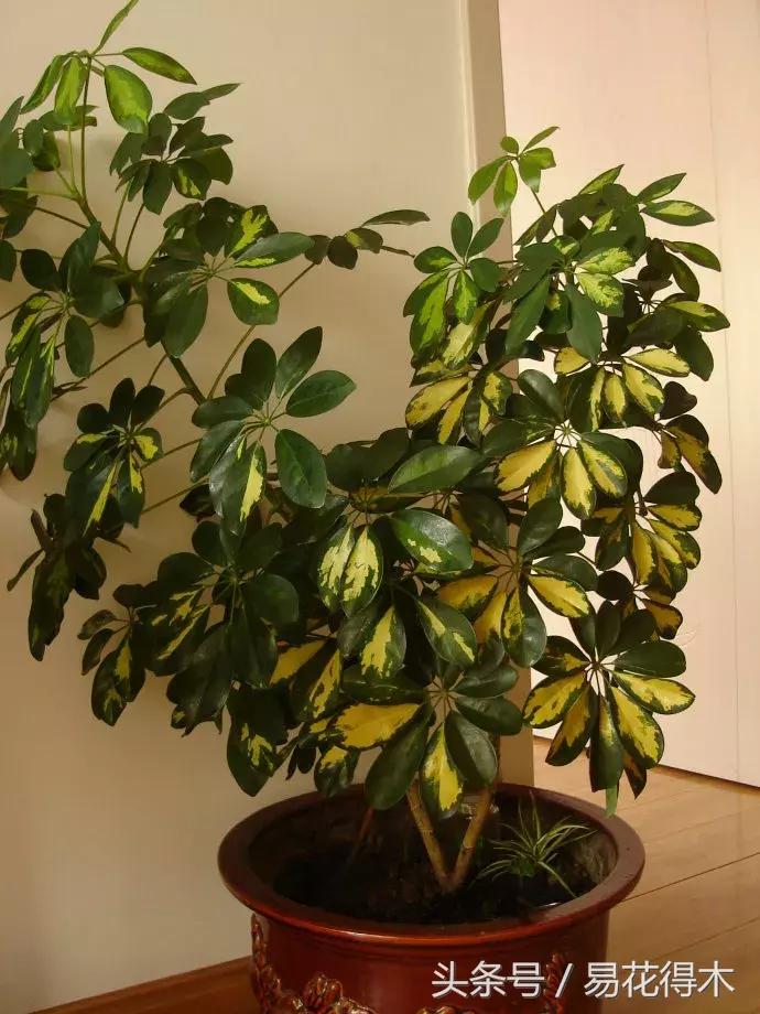 鹅掌柴种植与养护知识,鹅掌柴和鸭脚木的区别