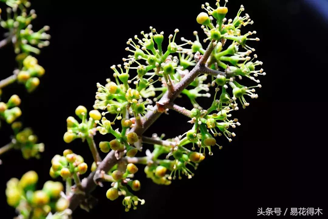 鹅掌柴和鸭脚木的区别,鹅掌柴养护