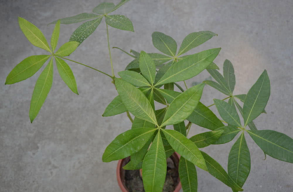 养好发财树其实很简单,养好发财树掌握三个小技巧