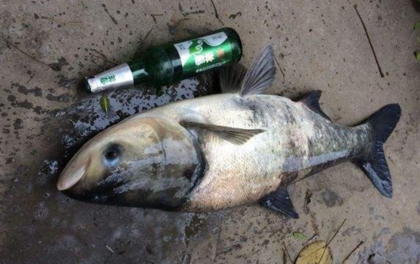 天一热，据说鲢鳙鱼最好钓，可十有八九你不知道这些秘诀