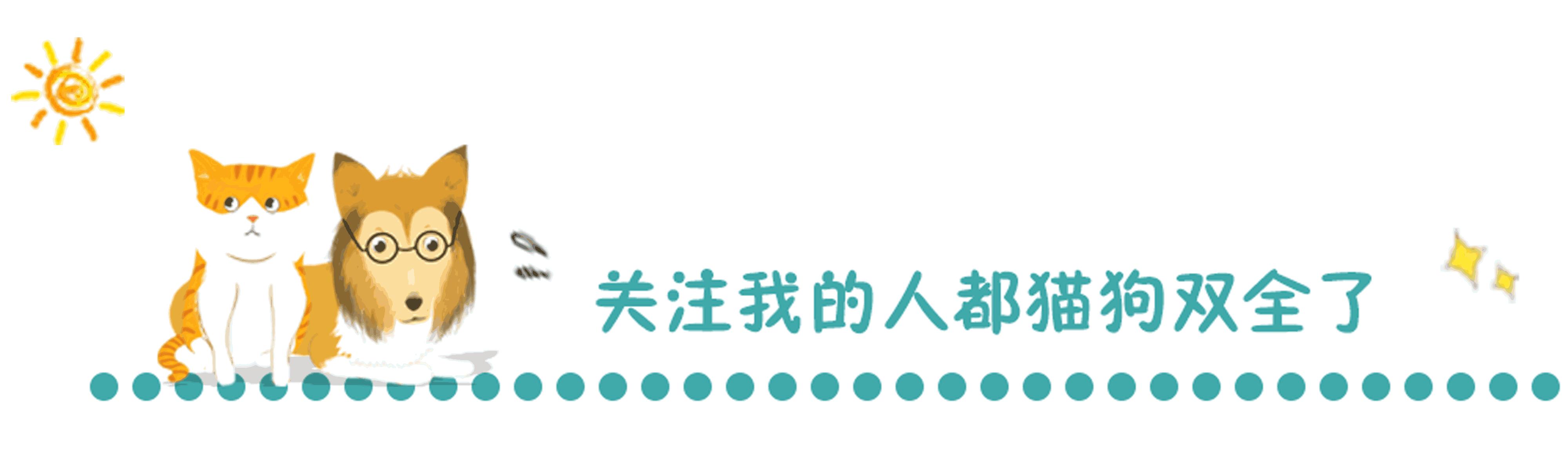 狗狗与气球的友谊,狗狗与气球的故事