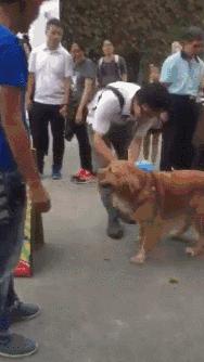 狗狗与气球的友谊,狗狗与气球的故事