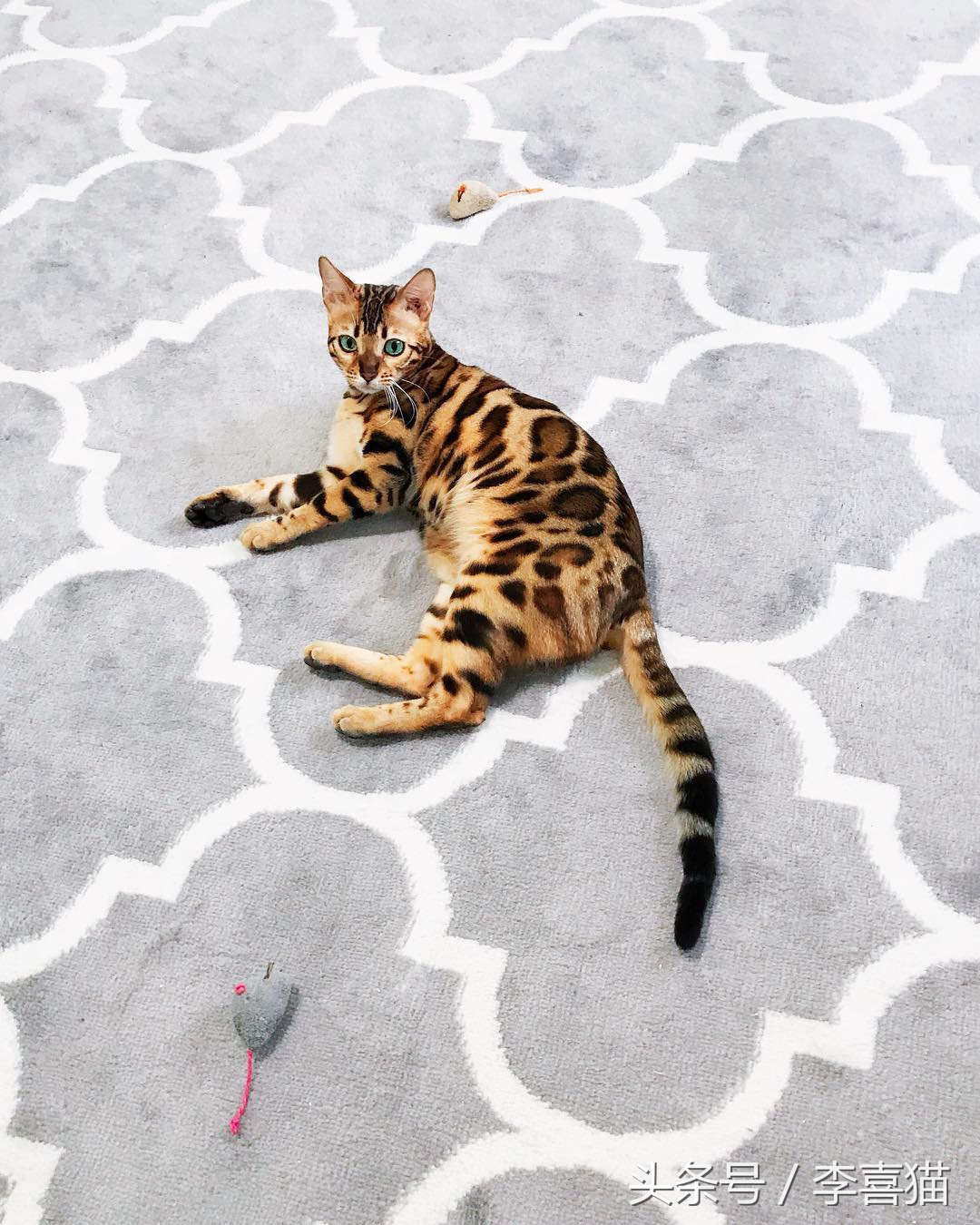 霸气漂亮的孟加拉豹猫,高智商的孟加拉豹猫